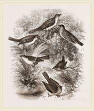 Group o' British Warblers
