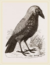 Bald Fruit-Crow