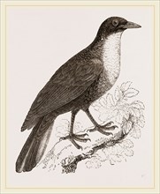 Scaled Fruit-Crow