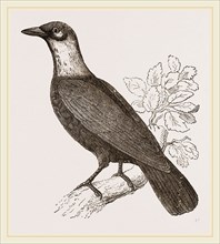 Bare-necked Fruit-Crow