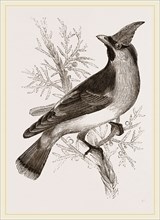 Cedar-Bird