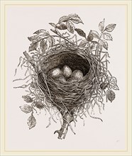 Nest of Butcher-bird