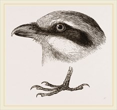 Head and Foot of Butcher-bird