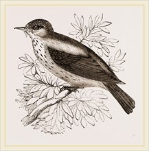 Spotted Flycatcher