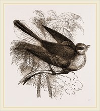 Fan-tailed Flycatcher