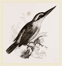 Sacred Kingfisher