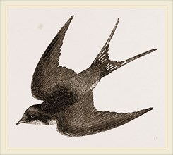 American Barn-Swallow