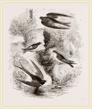 British Swallows