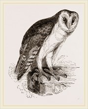 Barn-Owl