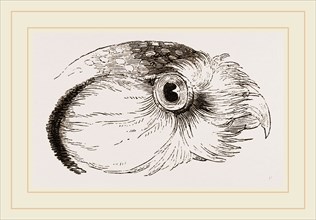 Head of Hawk Owl