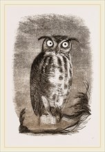 Virginian Horned Owl