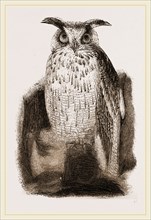 Great Owl
