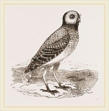 Burrowing Owl