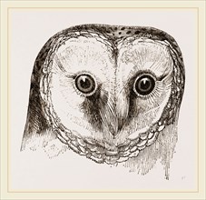 Head of Barn Owl