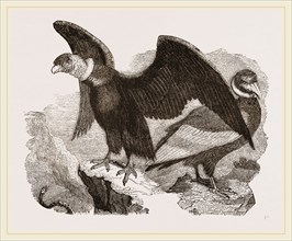 Condors