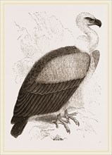 Kolbe's Vulture