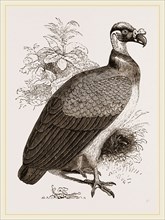 King-Vulture