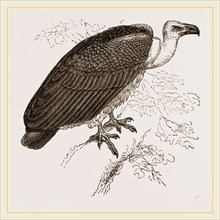 Chinese Vulture