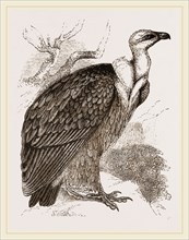Griffon-Vulture