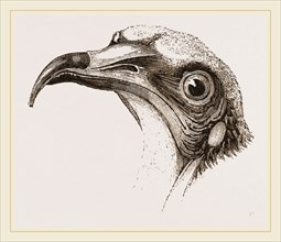 Head of Egyptian Vulture