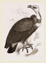Pondicherry Vulture