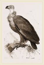 Cinereous Vulture