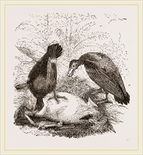 Turkey-Buzzard,  Black Vulture