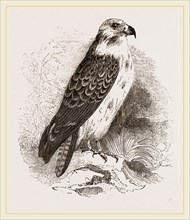 Buzzard