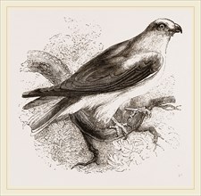 Black-winged Swallow Hawk