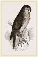 Goshawk