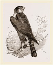 Sparrow-Hawk