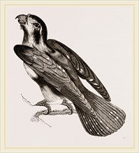 Bengal Falcon
