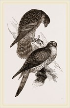 Merlins