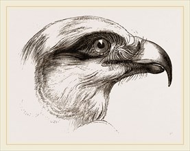 Head of Short toed Circaetus