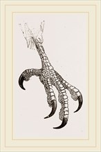 Foot of Aquiline Ibycter