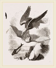 White-headed Eagle and Fish-Hawk