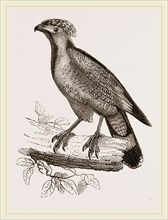 Barred Haematornis