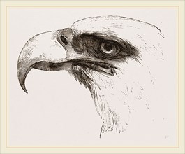 White heade eagle