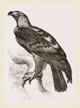 Imperial eagle