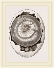 Egg and Germ at Thirty-six Hours