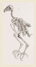 Skeleton of Hawk