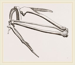 Bones of Hawk's Wing