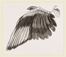 Wing of Magpie