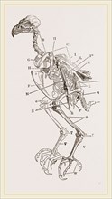 Skeleton of Hawk