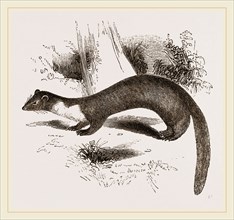 Pine Marten