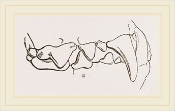 Teeth of Polecat