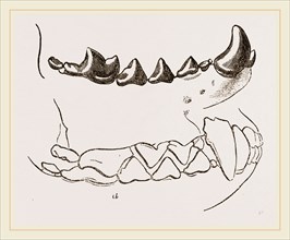 Teeth of Marten