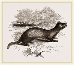 Polecat