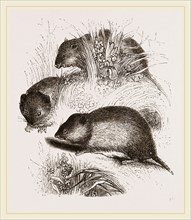 Short tailed Field Mice