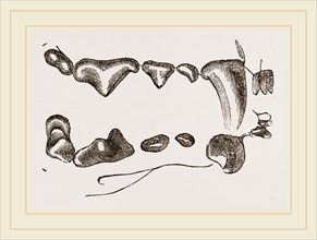 Teeth of Polecat